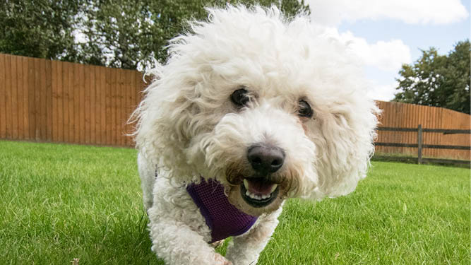 Hypoallergenic dogs for 2025 adoption near me
